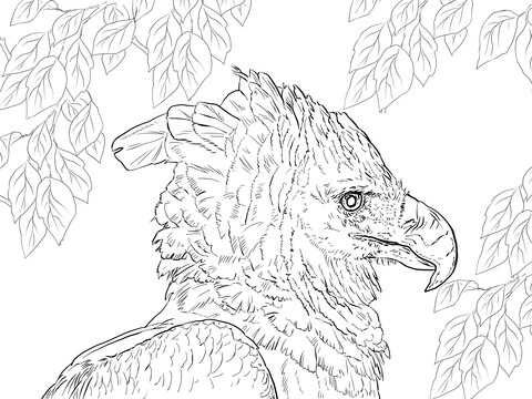 Harpy Eagle Portrait Coloring Page